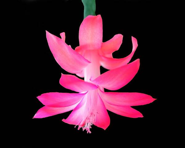 Flower Poster featuring the photograph Christmas Cactus by Steven Clipperton