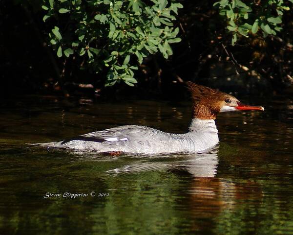 Duck Poster featuring the photograph Common Merganser by Steven Clipperton