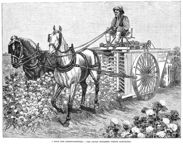1887 Poster featuring the photograph Cotton Harvester, 1886 by Granger