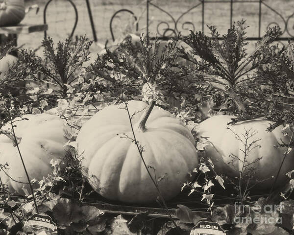 Pumpkin Poster featuring the photograph Country Pumpkins In Black And White by Smilin Eyes Treasures