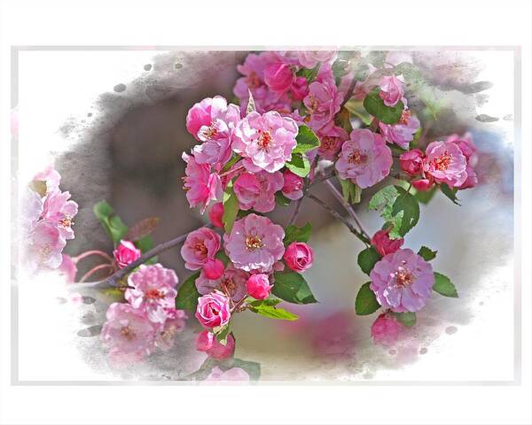 Flowers Poster featuring the photograph Crabapple Plethora by Judy Deist