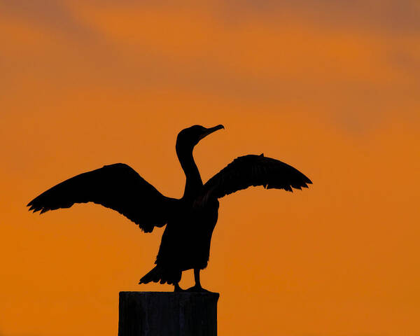 Double-crested Cormorant Poster featuring the photograph Dawn of a Double-crested Cormorant by Tony Beck