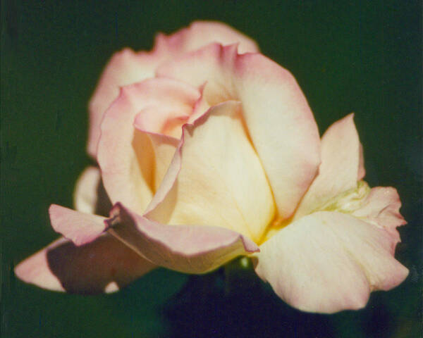 Yellow Poster featuring the photograph Delicate Yellow and Pink by Emery Graham