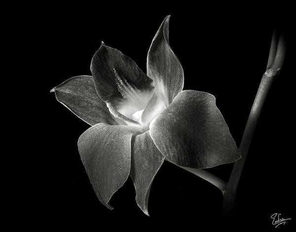 Flower Poster featuring the photograph Dendrobium Orchid in Black and White by Endre Balogh