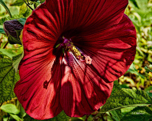 Large Poster featuring the photograph Dinner Plate Hibiscus by Christopher Holmes