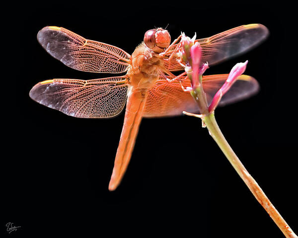 Endre Poster featuring the photograph Dragonfly by Endre Balogh