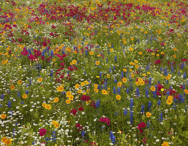 00442653 Poster featuring the photograph Drummonds Phlox Bluebonnet by Tim Fitzharris