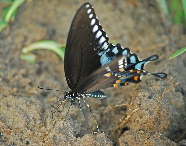 Adult Poster featuring the photograph Eastern Tiger Swallowtail 8533 3212 by Michael Peychich
