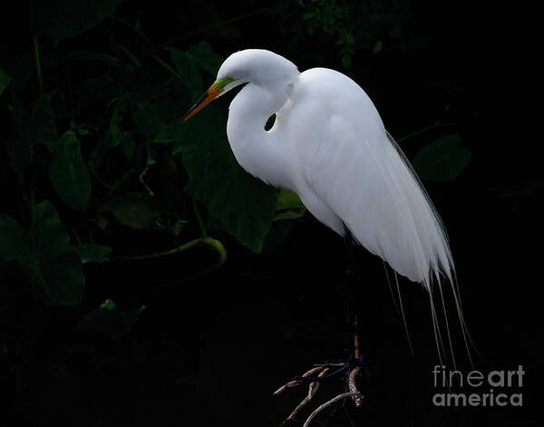 Egret Poster featuring the photograph Egret on a Branch by Art Whitton