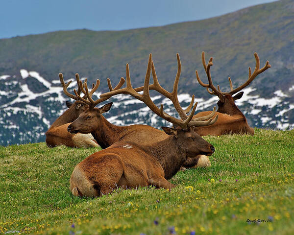 Elk Poster featuring the photograph Elk on the Tundra by Stephen Johnson