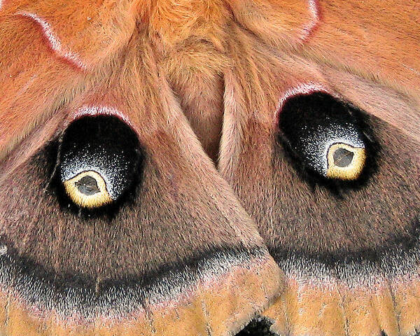 Nature Poster featuring the photograph Eyes of Deception by Peggy Urban