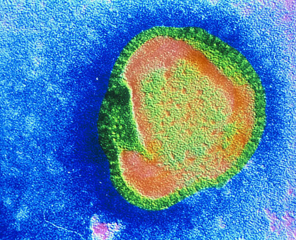 Influenza Virus Poster featuring the photograph False Colour Tem Of An Influenza Virion by Cnri