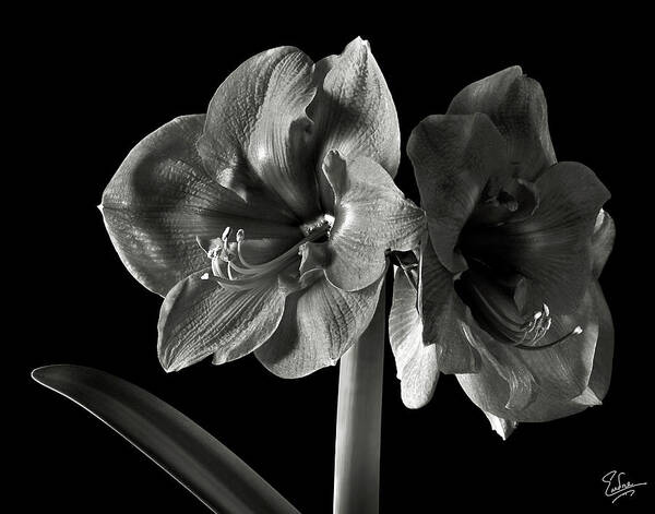 Flower Poster featuring the photograph Fancy Amaryllis in Black and White by Endre Balogh