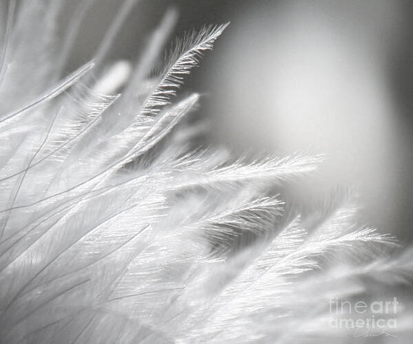 Feathery White Poster featuring the photograph Feathery White by Danuta Bennett