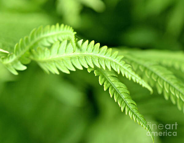 Fern Print Poster featuring the photograph Fern by Lila Fisher-Wenzel