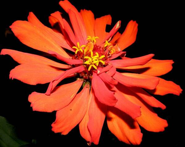 Zinnia Poster featuring the photograph Fiery Explosion Of Colors by Kim Galluzzo