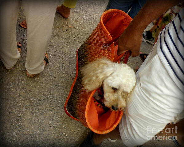 French Poodle Poster featuring the photograph FiFi goes to Market by Lainie Wrightson