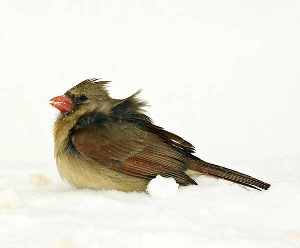 Storm Poster featuring the photograph Freezing Cardinal by Trudy Wilkerson