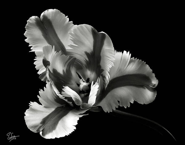 Flower Poster featuring the photograph French Tulip in Black and White by Endre Balogh