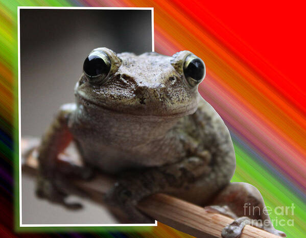  Poster featuring the photograph Frog by Jeanne Andrews
