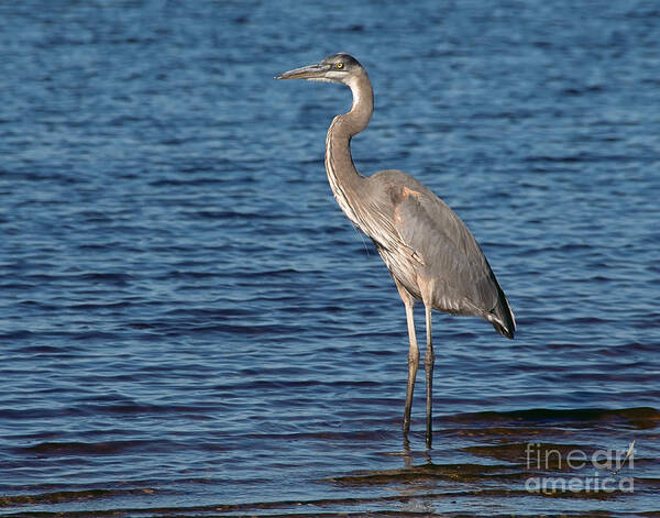 Great Blue Heron Poster featuring the photograph Great Blue Heron by Art Whitton
