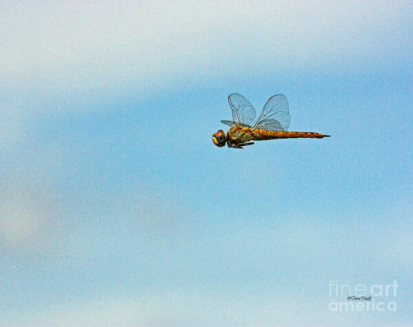 Dragonfly Poster featuring the photograph Hovering Dragonfly by Terri Mills