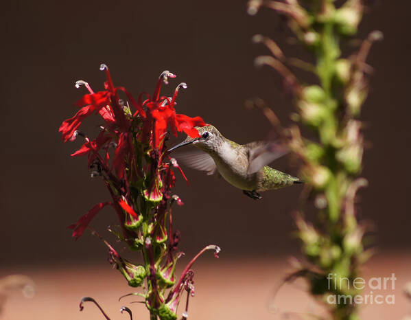 Hummingbird Poster featuring the photograph Hummingbird and Cardinal Flowers by Robert E Alter Reflections of Infinity