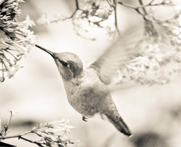 Hummingbird Poster featuring the photograph Hummingbird at the Valerian by Ronda Broatch