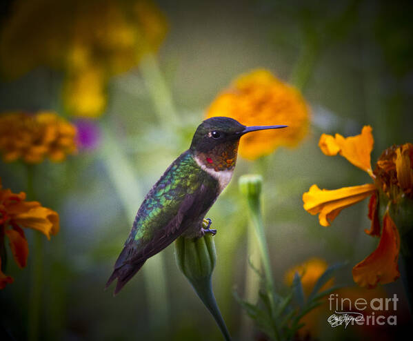 Flower Poster featuring the photograph Hummingbird on Guard - Artist Cris Hayes by Cris Hayes