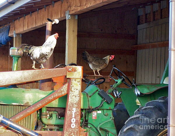 Chicken Poster featuring the photograph I'll Drive by KD Johnson