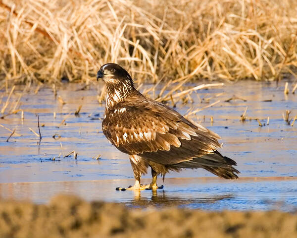 J Larry Walker Poster featuring the digital art Immature Bald Eagle Feeding by J Larry Walker