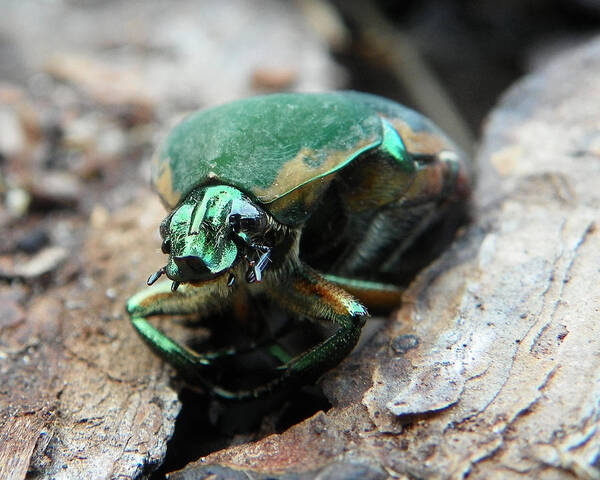 June Bug Poster featuring the photograph June bug shine by Chad and Stacey Hall