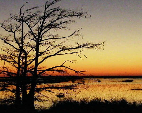 Lacasinne Nwr Poster featuring the photograph Lacassine sunset by Lizi Beard-Ward