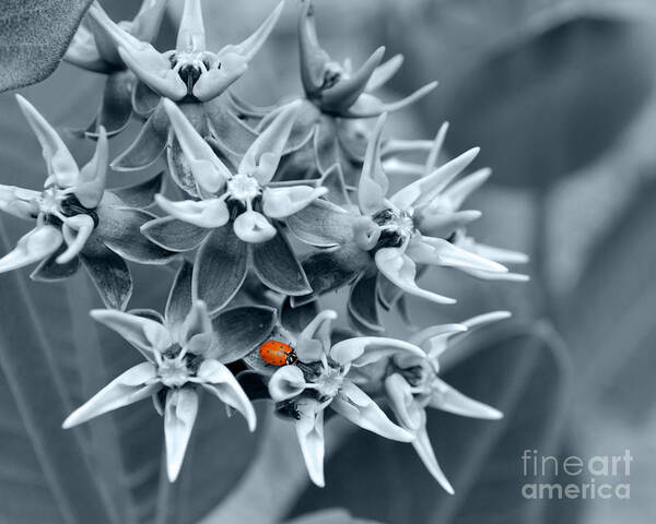 Flowers Poster featuring the photograph Ladybug flower by Rebecca Margraf