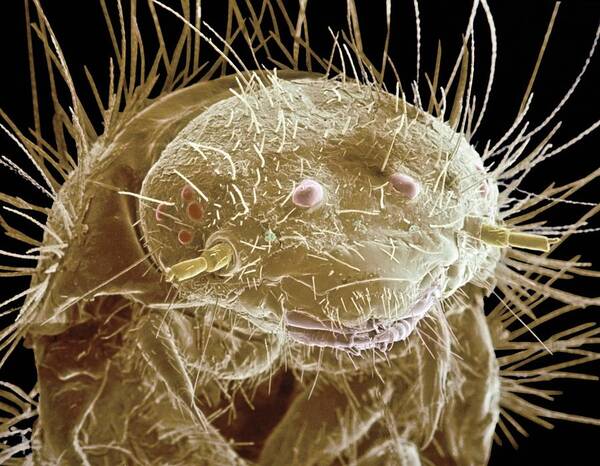 Zoology Poster featuring the photograph Larder Beetle Larva Head, Sem by Volker Steger