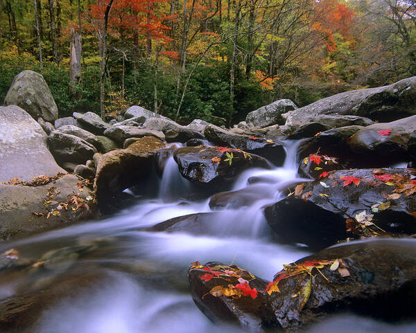 00176692 Poster featuring the photograph Little Pigeon River Cascading Among by Tim Fitzharris