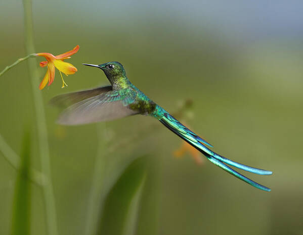 00486961 Poster featuring the photograph Long Tailed Sylph Feeding On Flower by Tim Fitzharris