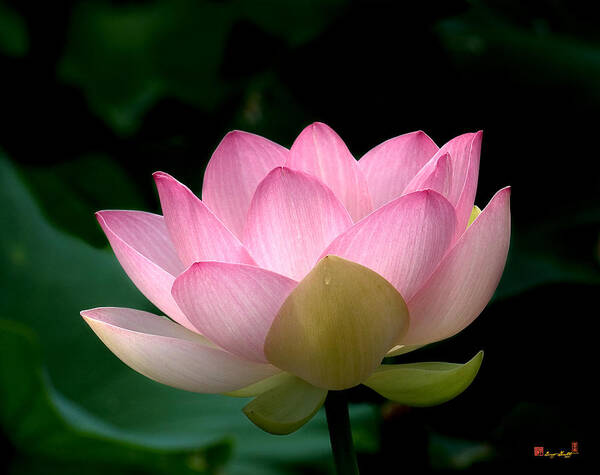 Nature Poster featuring the photograph Lotus Beauty--Blushing DL003 by Gerry Gantt