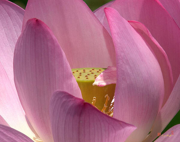 Nature Poster featuring the photograph Lotus--Center of Being i DL022 by Gerry Gantt