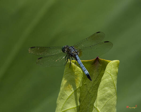 Nature Poster featuring the photograph Lotus Leaf and Blue Dasher Dragonfly DL058 by Gerry Gantt
