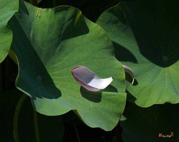 Nature Poster featuring the photograph Lotus Leaf--Castoff i DL073 by Gerry Gantt