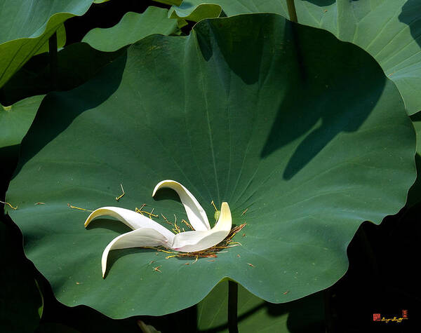 Nature Poster featuring the photograph Lotus Leaf--Castoff iii DL060 by Gerry Gantt