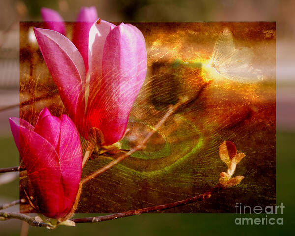 Magnolia Poster featuring the photograph Magnolia Buds by Susanne Van Hulst