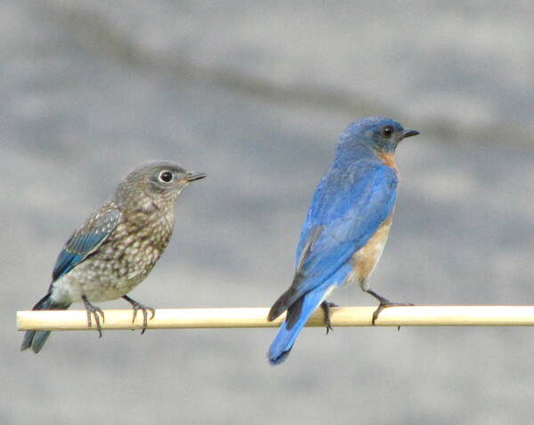 Male Bluebird In Full Blue Poster featuring the photograph Male and Female Bluebirds on a Perch by Betty Pieper