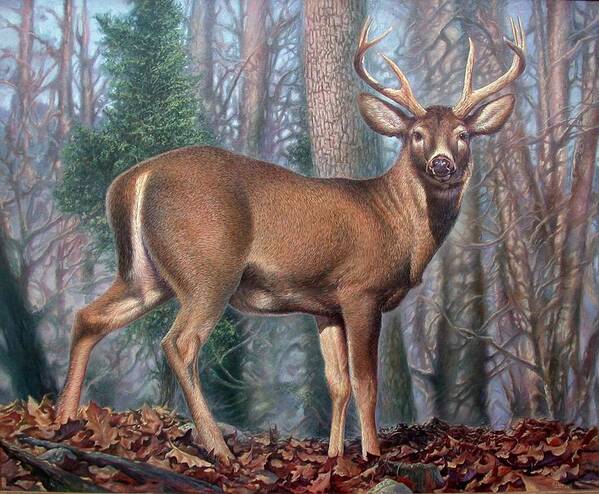Deer Poster featuring the painting Missouri Whitetail Deer by Hans Droog
