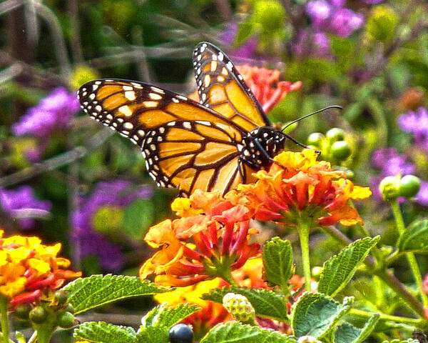  Poster featuring the photograph Monarch at lantana by Marie Morrisroe