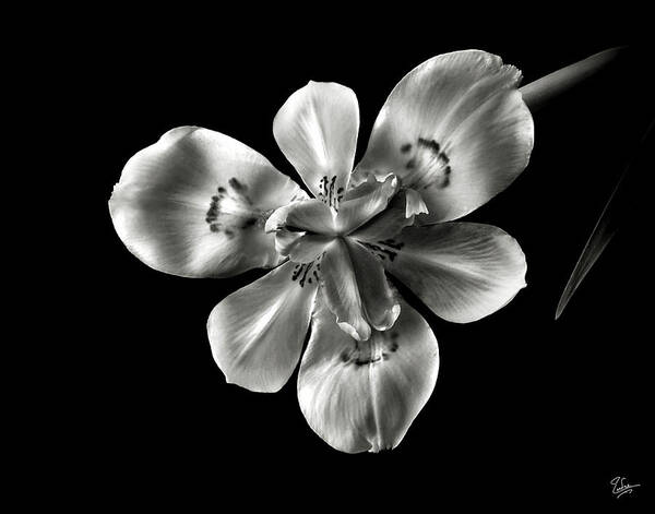 Flower Poster featuring the photograph Morea Lily in Black and White by Endre Balogh