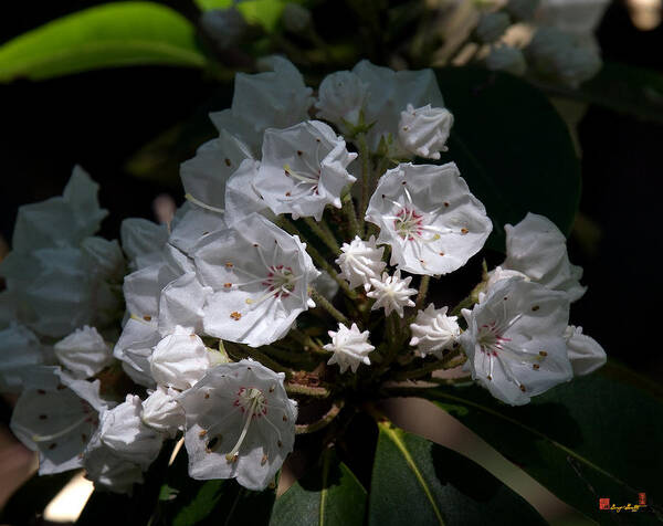 Spring Poster featuring the photograph Mountain Laurel DSMF038 by Gerry Gantt