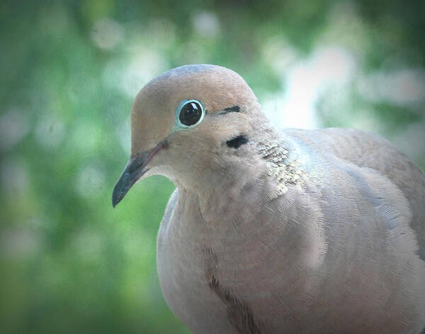 Animal Poster featuring the photograph Mourning Dove by Dave Chafin