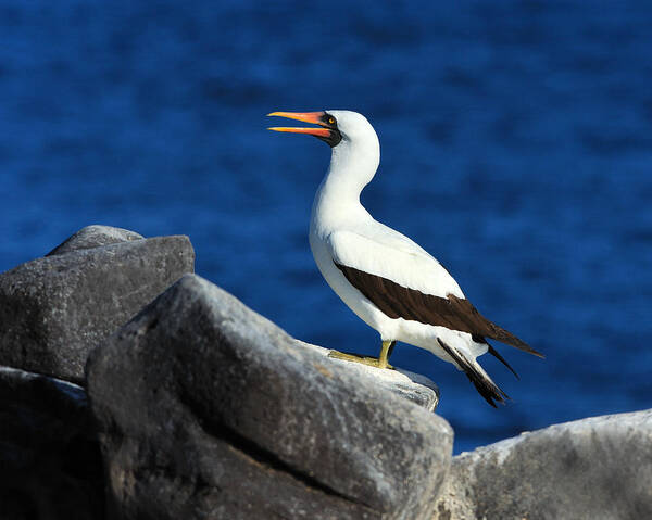 Nazca Booby Poster featuring the photograph Nazca Booby by Tony Beck